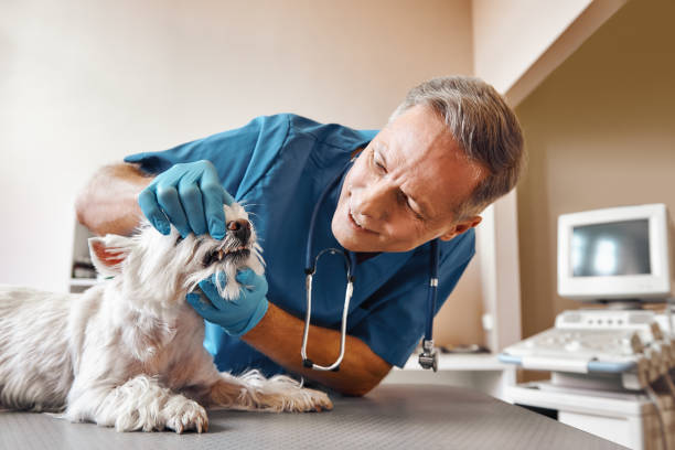 Best Same-Day Emergency Dental Services in Tontitown, AR